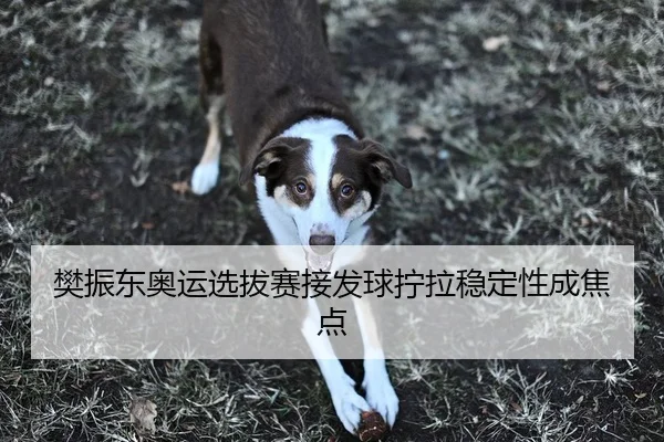 樊振东奥运选拔赛接发球拧拉稳定性成焦点